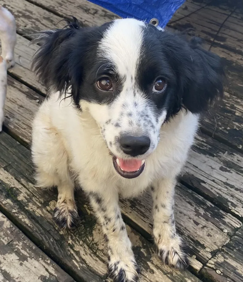 A baby medium-sized female Black Spaniel dog named Pipp for adoption in Longview, TX