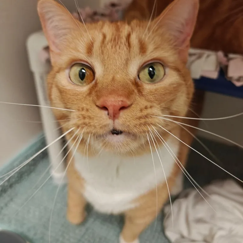 An adult extra large-sized male Domestic Short Hair cat named Fred Weasley for adoption in Cumming, GA