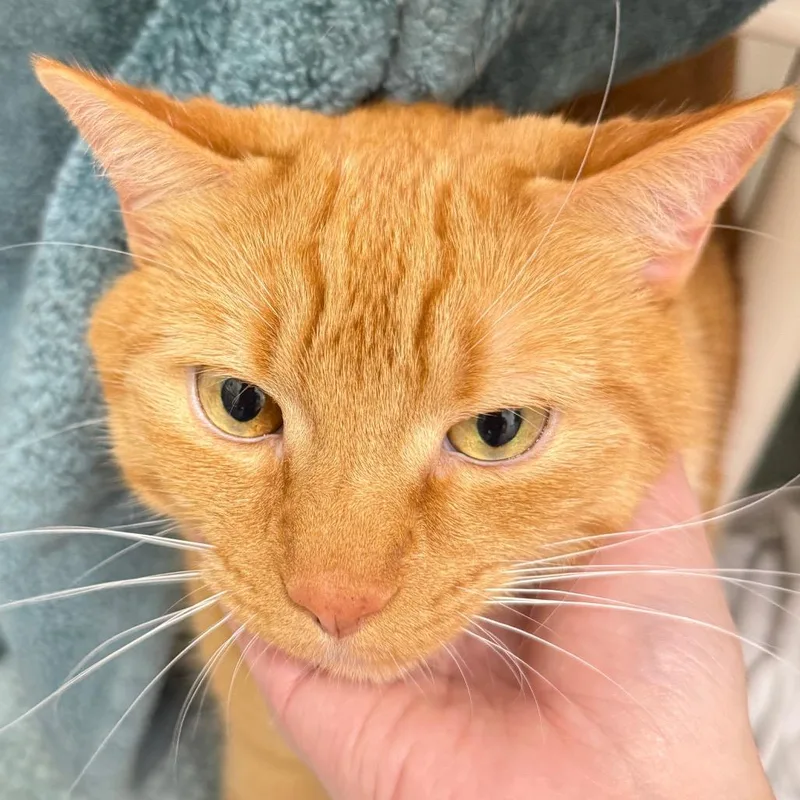 Fred Weasley thumbnail 2