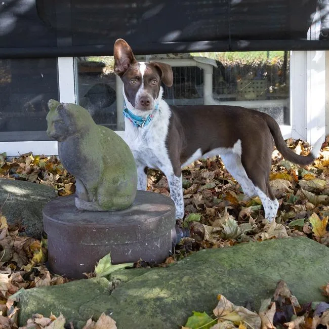 A baby medium-sized female Brown / Chocolate Pointer dog named Kami for adoption in McKean, PA