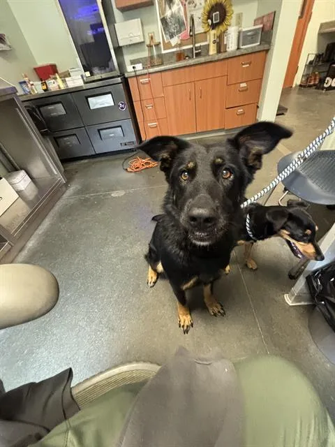 A young medium-sized female German Shepherd Dog dog named Onyx for adoption in Santa Cruz, CA