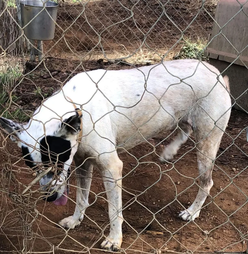 Betty White thumbnail 2