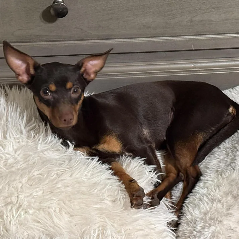 Lil' Ruby Ab thumbnail 2