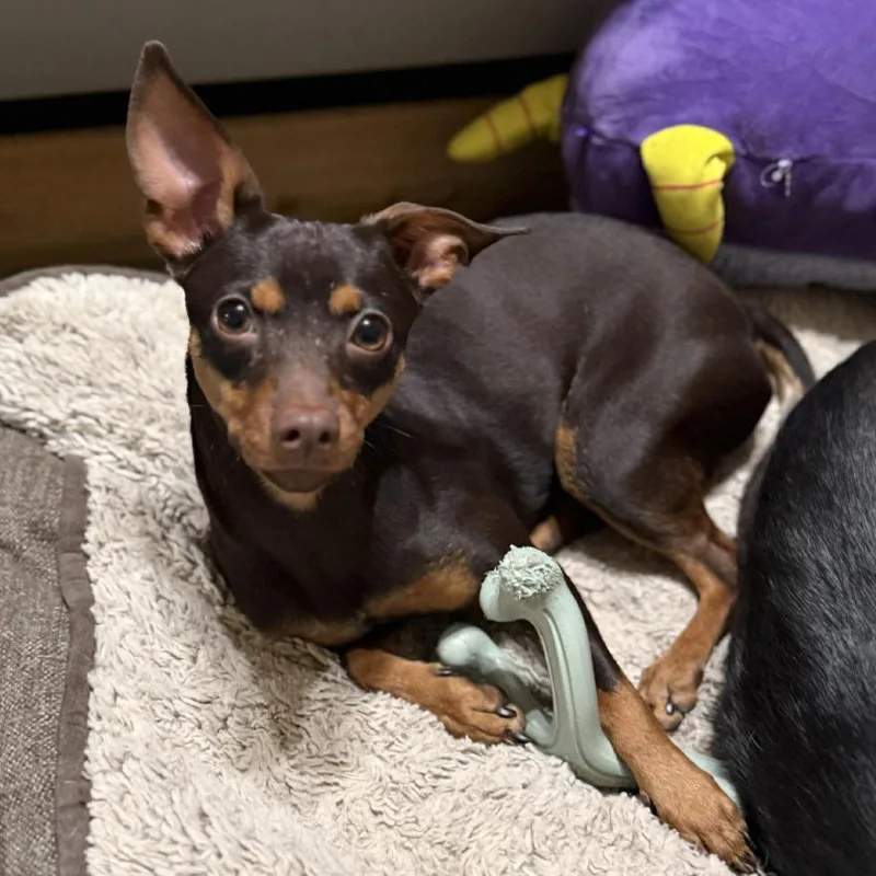 Lil' Ruby Ab thumbnail 3