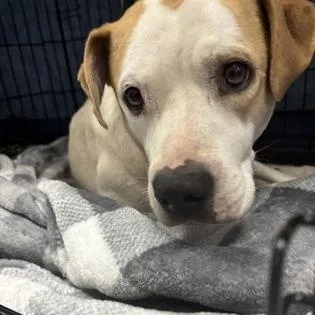 An adult medium-sized female Brown / Chocolate Mixed Breed dog named Betsy Johnson for adoption in Charleston, SC