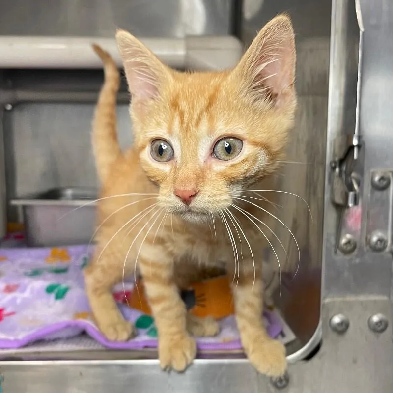 A baby medium-sized male Domestic Short Hair cat named Tarzan for adoption in Roanoke, VA