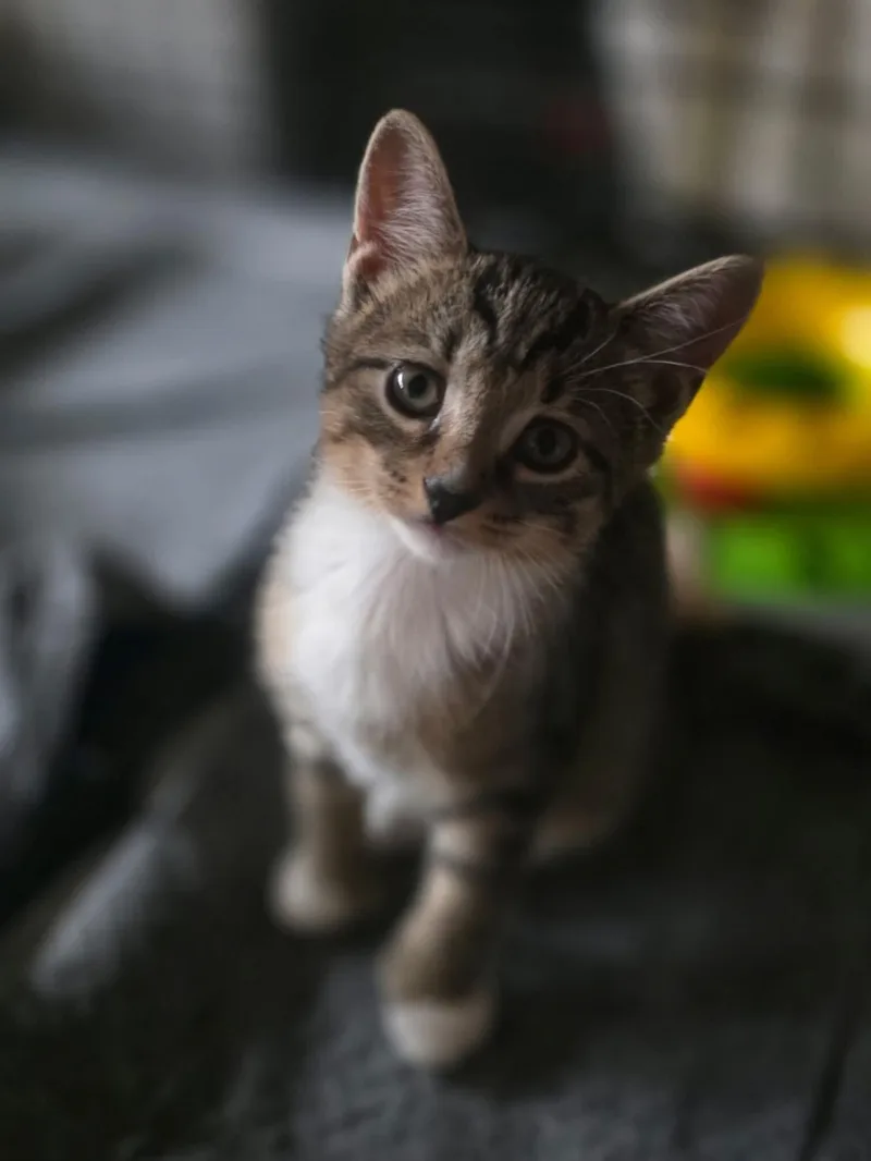 A baby medium-sized female Domestic Short Hair cat named "Cheese babies" for adoption in East Rockaway, NY