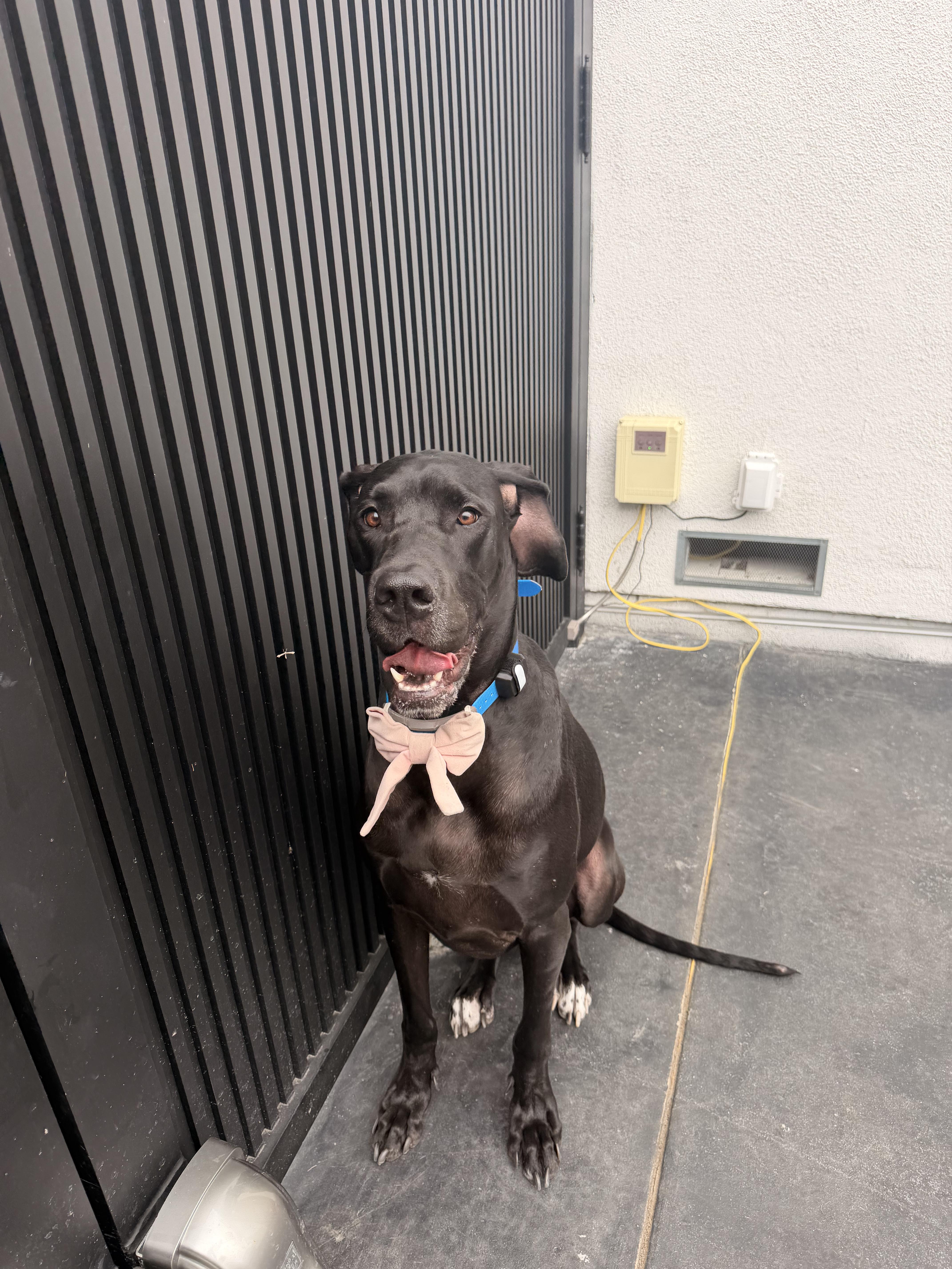 A young extra large-sized female Black Great Dane dog named Annie for adoption in Long Beach, CA
