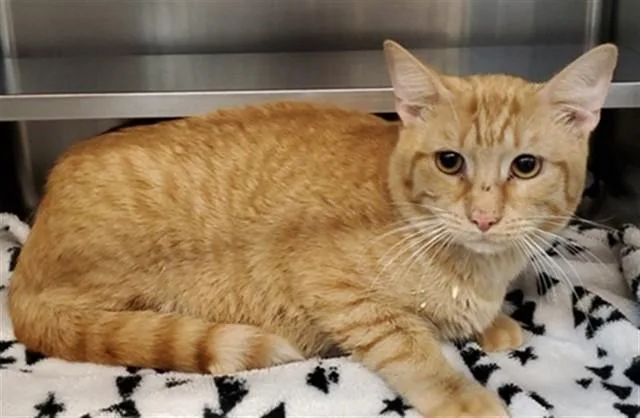 A young medium-sized male Domestic Short Hair cat named Tiggie for adoption in Aurora, IL