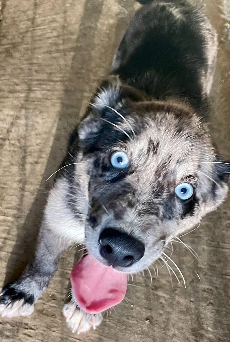 A baby medium-sized male Merle (Blue) Mixed Breed dog named Stetson for adoption in Lacon, IL