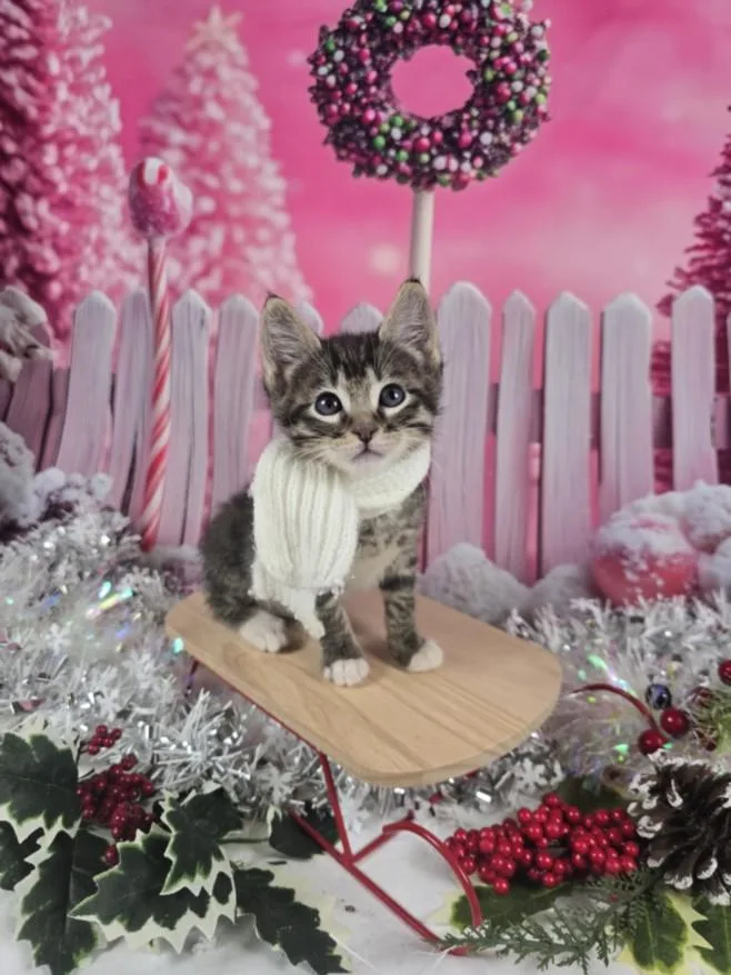 A baby small-sized male Domestic Short Hair cat named Syrup for adoption in Las Vegas, NV