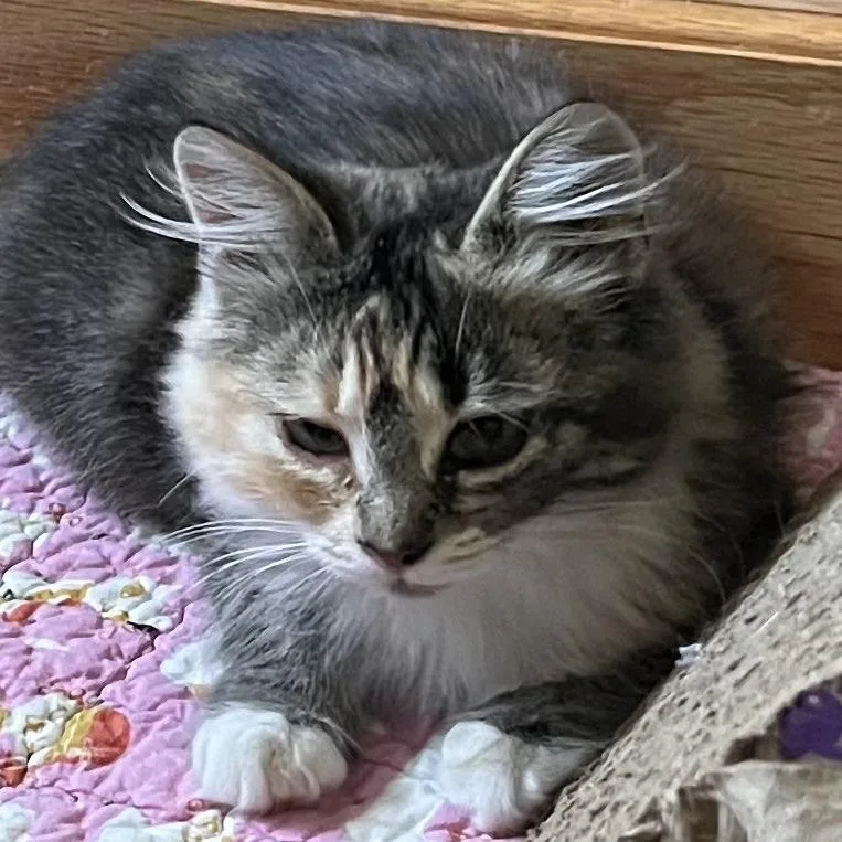 A baby small-sized female Tortoiseshell Domestic Medium Hair cat named Spice for adoption in Santa Rosa, CA