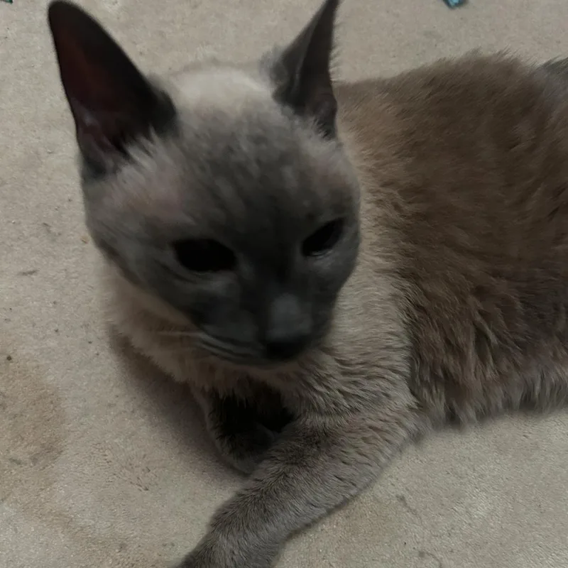 A senior medium-sized female Siamese cat named Ruby for adoption in Mokena, IL