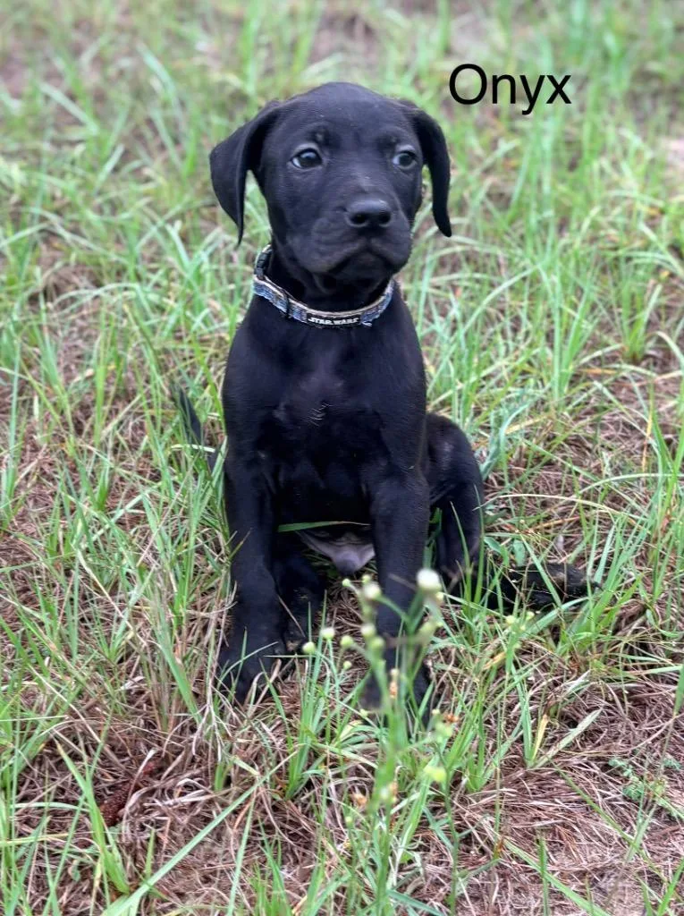 Onyx