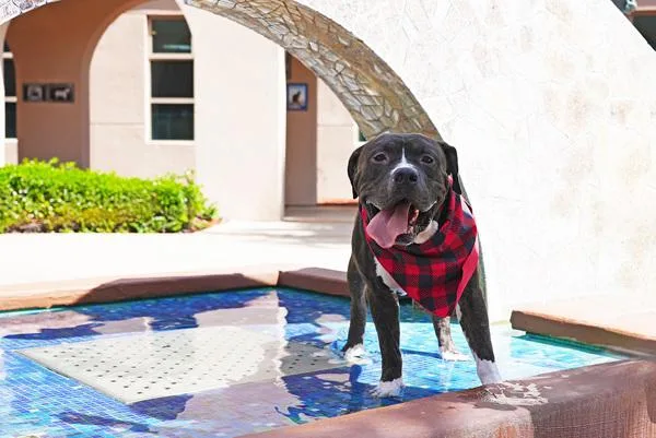 An adult large-sized male American Bully dog named Nublar for adoption in San Diego, CA