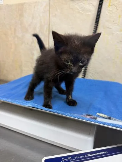 A baby small-sized male Domestic Short Hair cat named Frank for adoption in Honolulu, HI