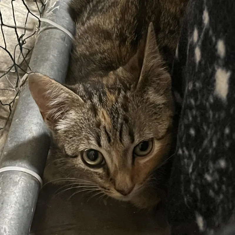A baby small-sized female Gray / Blue / Silver Domestic Short Hair cat named Jolene for adoption in Alexandria, VA