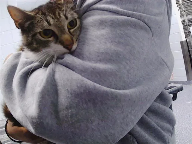 A young medium-sized female Domestic Short Hair cat named Tiamat for adoption in Charlotte, NC