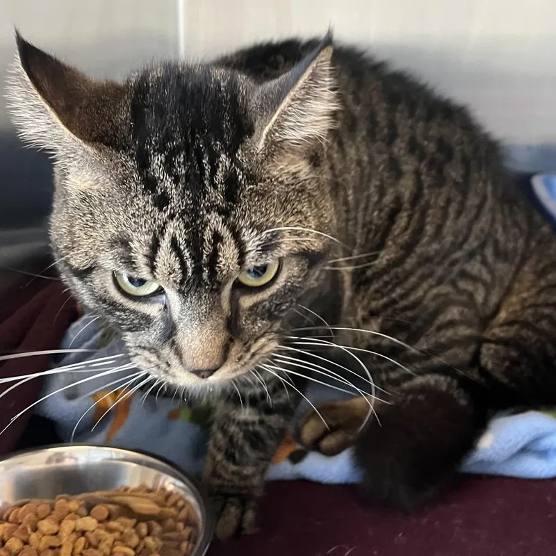 An adult medium-sized male Brown / Chocolate Domestic Short Hair cat named Milo for adoption in Concord, NH
