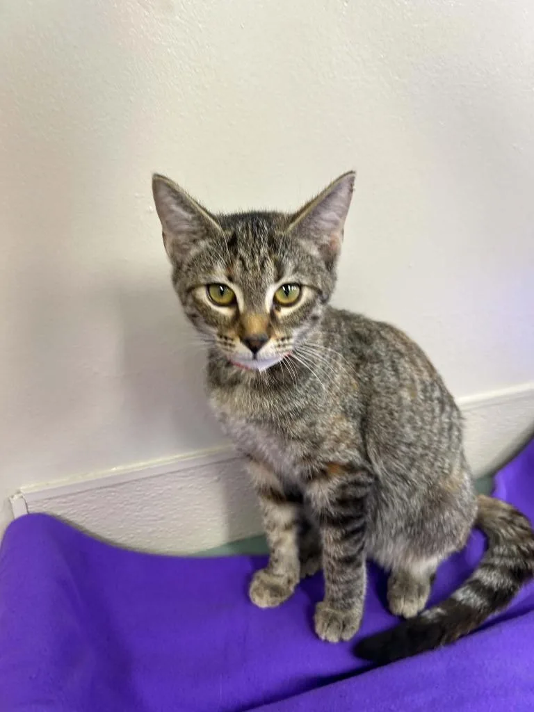 A baby small-sized female Domestic Short Hair cat named Frieda for adoption in Lavonia, GA
