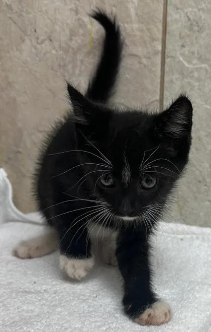 A baby small-sized male Domestic Short Hair cat named Spectre for adoption in Honolulu, HI