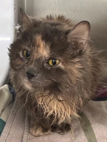 An adult medium-sized female Domestic Medium Hair cat named Ring for adoption in West Chester, PA