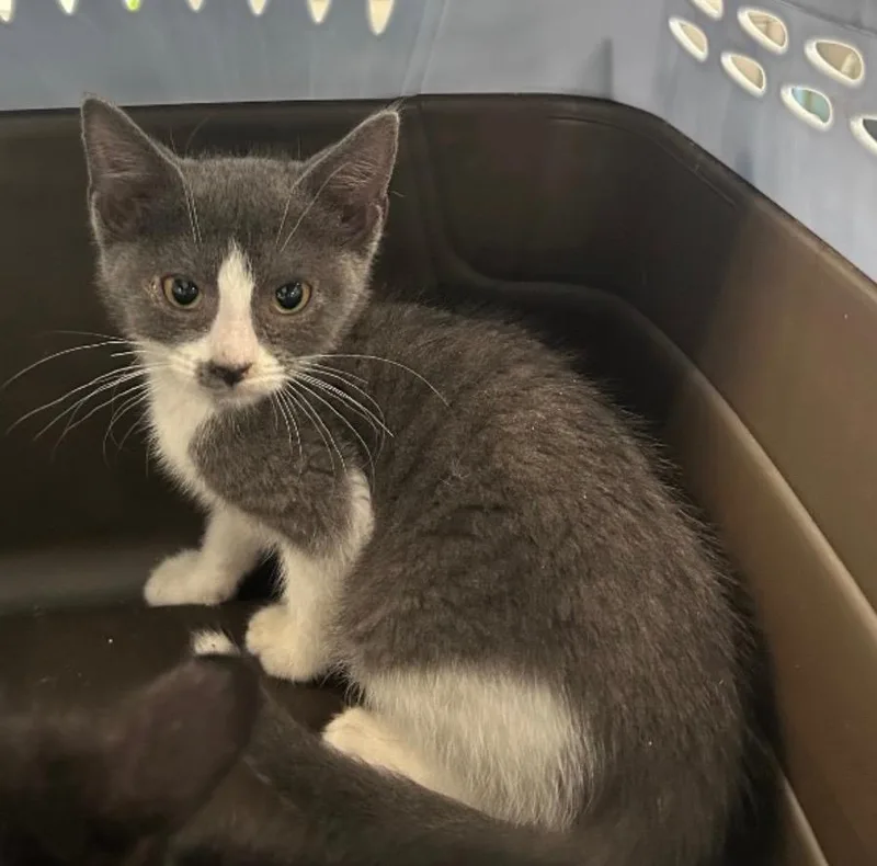 A baby medium-sized female Domestic Short Hair cat named Cornelia for adoption in Cumming, GA