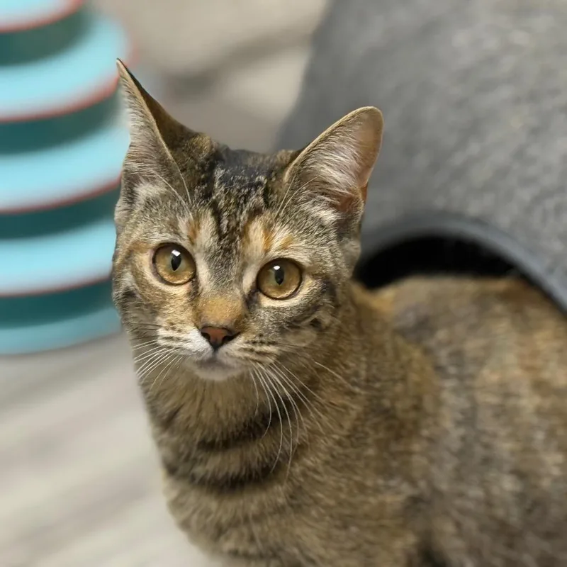 A young small-sized female Brown / Chocolate Domestic Short Hair cat named Rea for adoption in Westport, CT