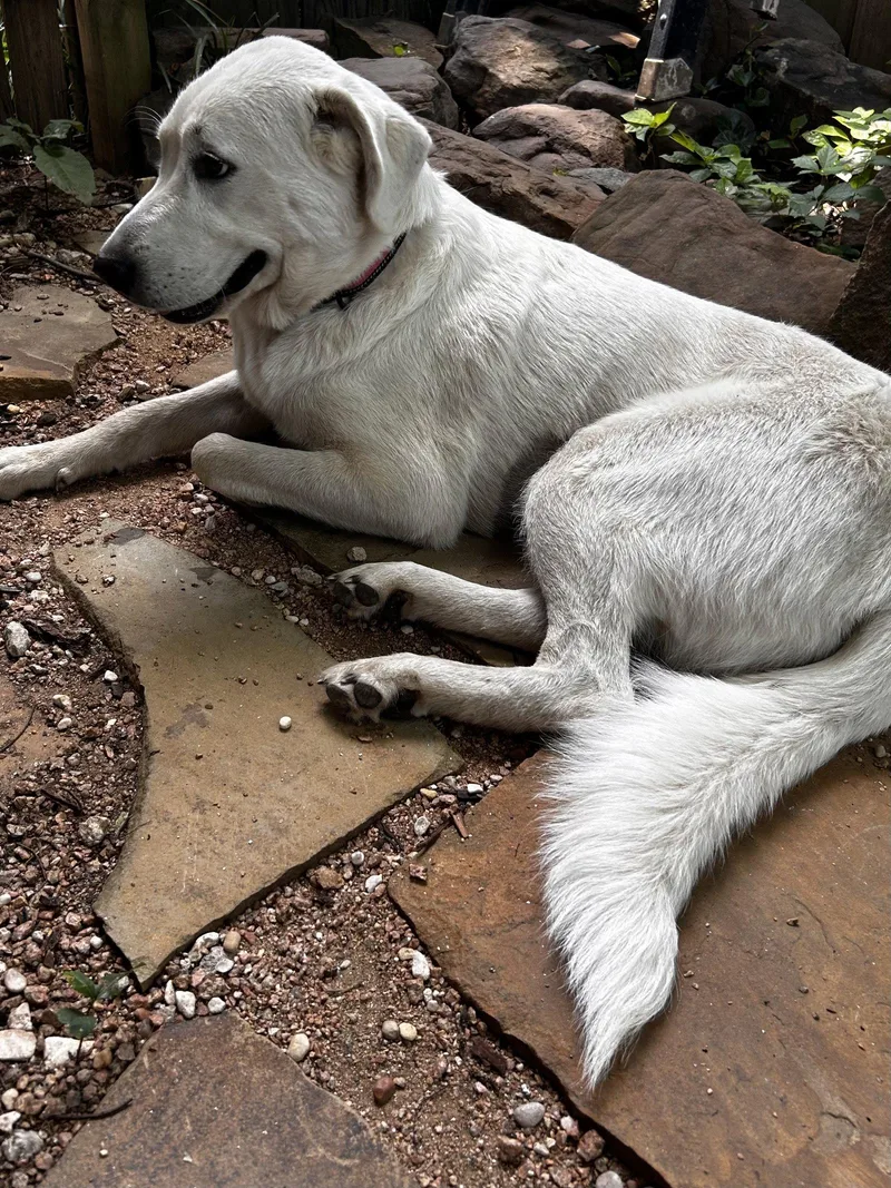 A young large-sized female Labrador Retriever dog named RosalieLonestar for adoption in Rockaway, NJ
