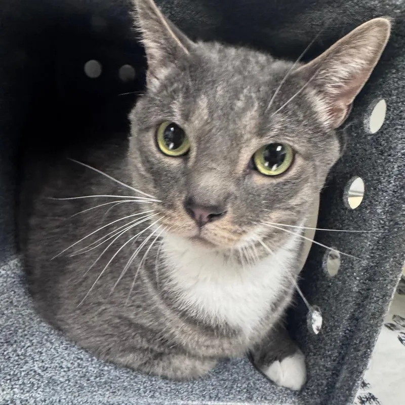 An adult extra large-sized male Gray / Blue / Silver Domestic Short Hair cat named Dobby for adoption in Greenville, SC