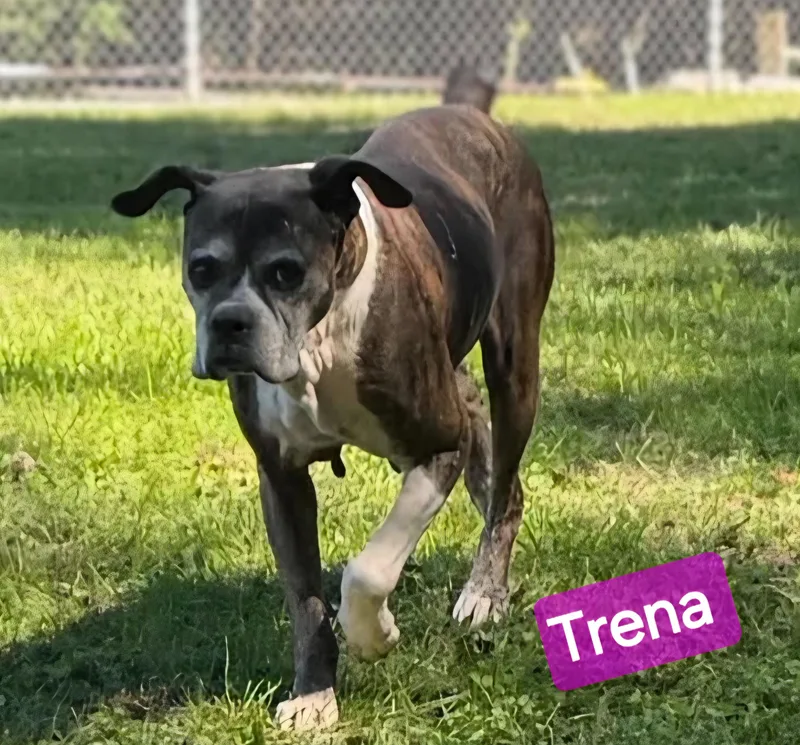 An adult medium-sized female Boxer dog named Trena for adoption in Wheelersburg, OH