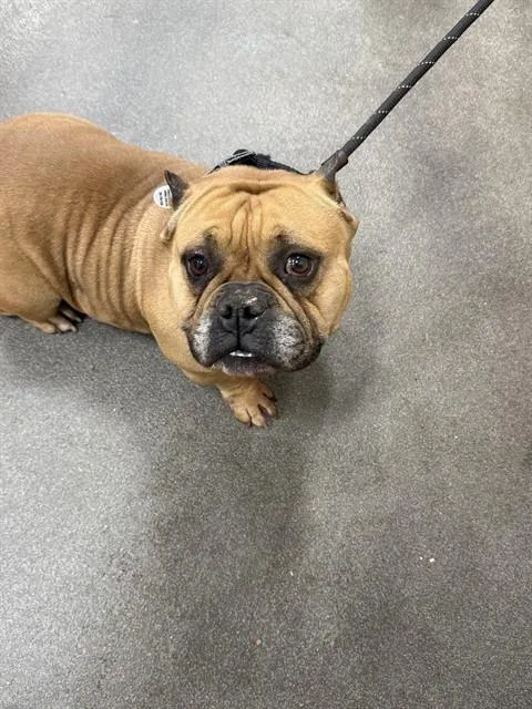 An adult medium-sized female American Bulldog dog named Billie Jean for adoption in Upper Marlboro, MD