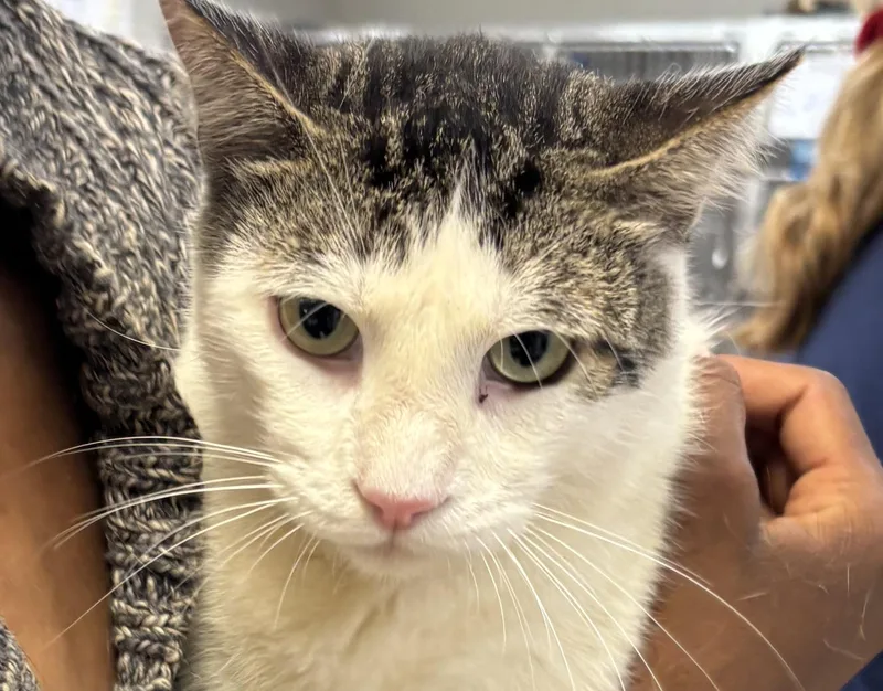 An adult medium-sized male Domestic Short Hair cat named Naoise for adoption in San Pedro, CA