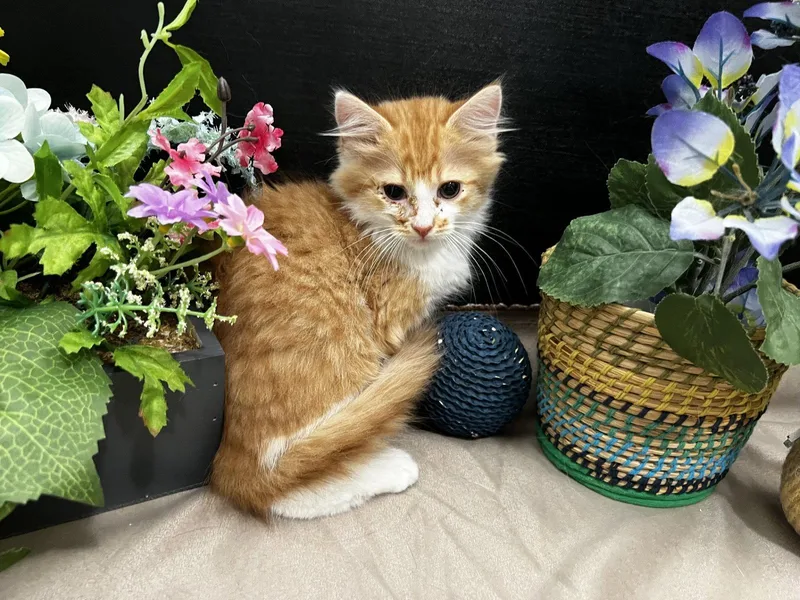 A baby small-sized male Orange & White Tabby cat named Pawsome for adoption in Fayetteville, GA