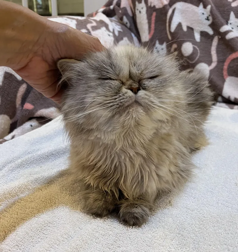 An adult medium-sized female Dilute Tortoiseshell Persian cat named Amira for adoption in Allentown, NJ