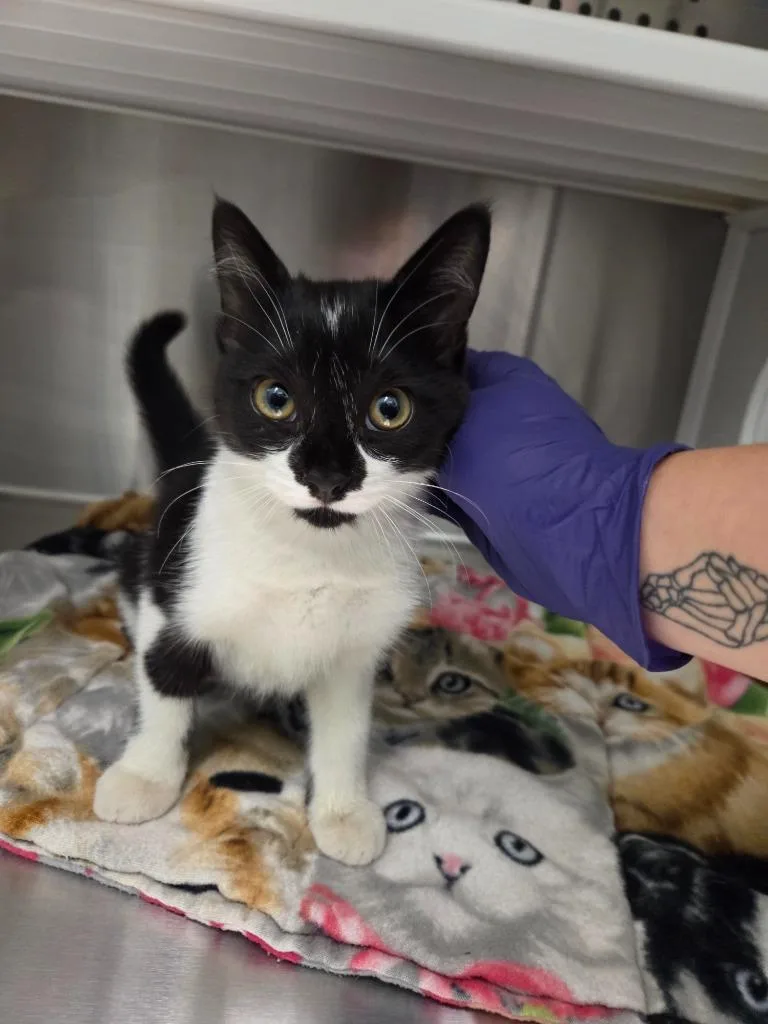 A baby small-sized female Domestic Long Hair cat named Sudoku for adoption in Athens, TN