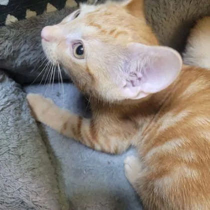 A baby small-sized female Domestic Short Hair cat named Cricket for adoption in Memphis, TN