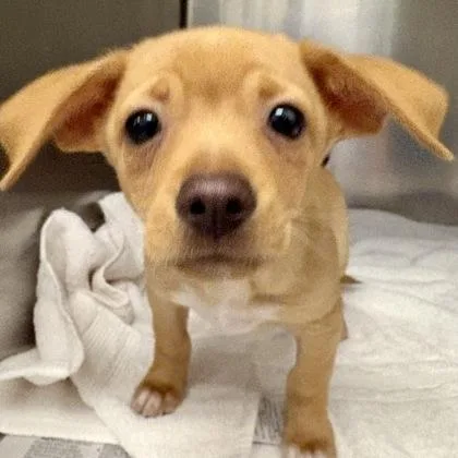 A baby small-sized male Chihuahua dog named Madlove for adoption in Sacramento, CA