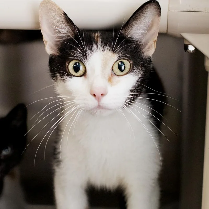 A young medium-sized female Calico Domestic Short Hair cat named Scarlett for adoption in Belleville, IL