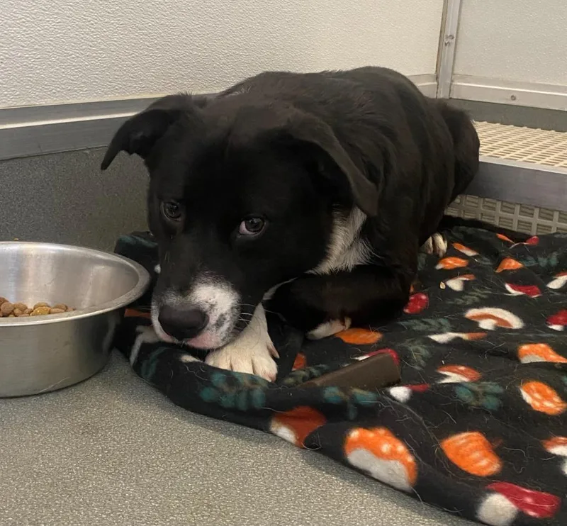 An adult medium-sized male Labrador Retriever dog named Leroy for adoption in Bryant, AR