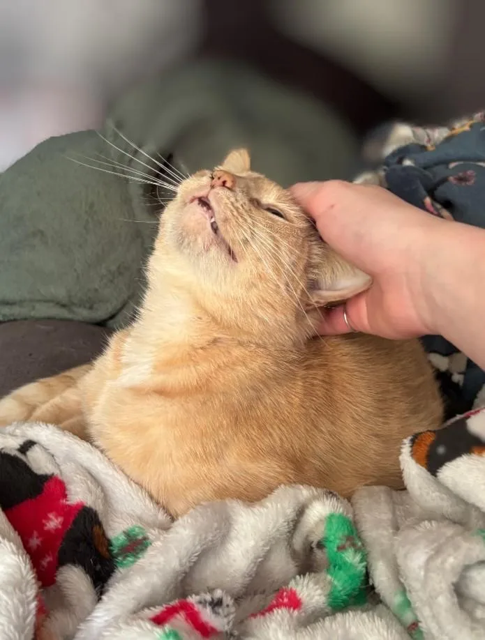 An adult medium-sized female Orange & White Domestic Short Hair cat named Druid for adoption in Pearland, TX