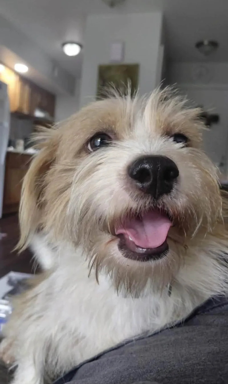 Skipper thumbnail 2