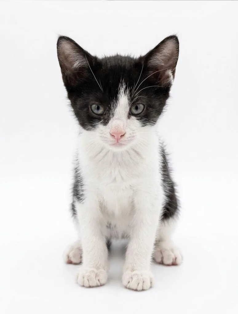 A baby small-sized female Domestic Short Hair cat named Fibi for adoption in Lavonia, GA