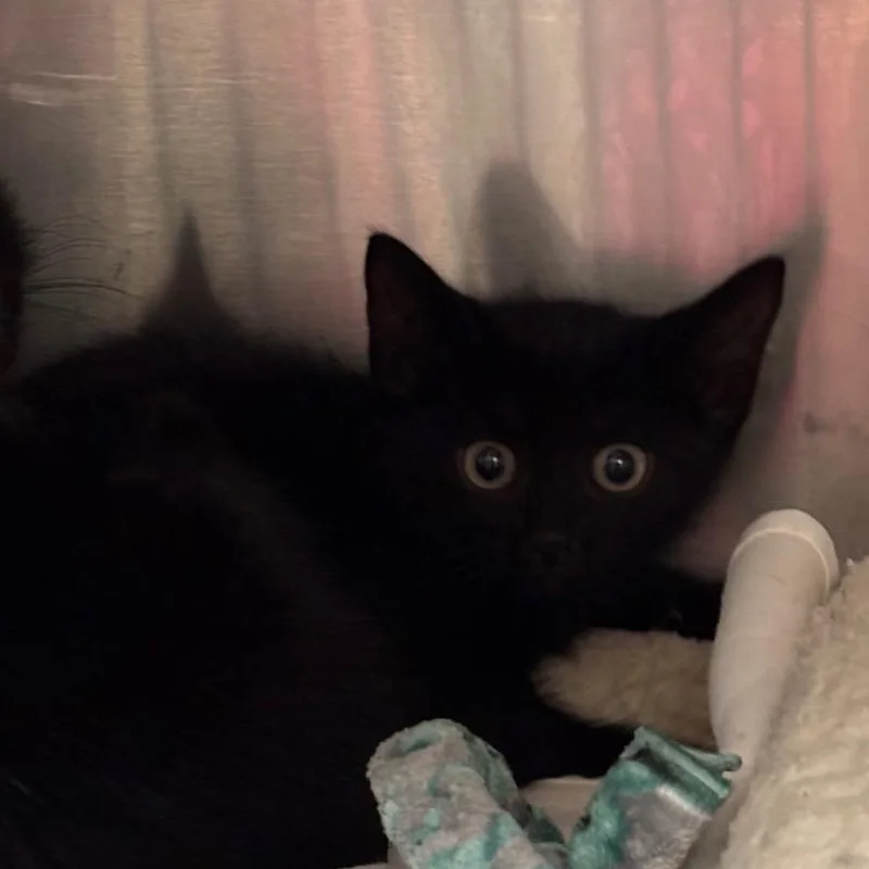 A baby small-sized female Black Domestic Short Hair cat named Montana for adoption in Newark, NJ