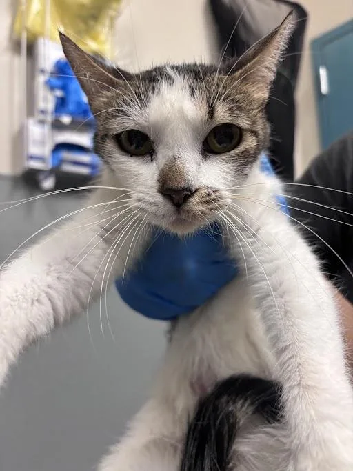 An adult medium-sized female Domestic Short Hair cat named Judi for adoption in Las Vegas, NV