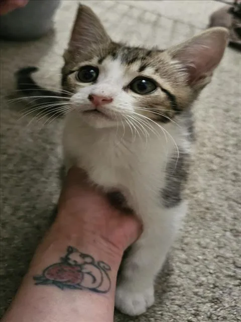 A baby small-sized male Brown / Chocolate Domestic Short Hair cat named Patch for adoption in Woodland, CA