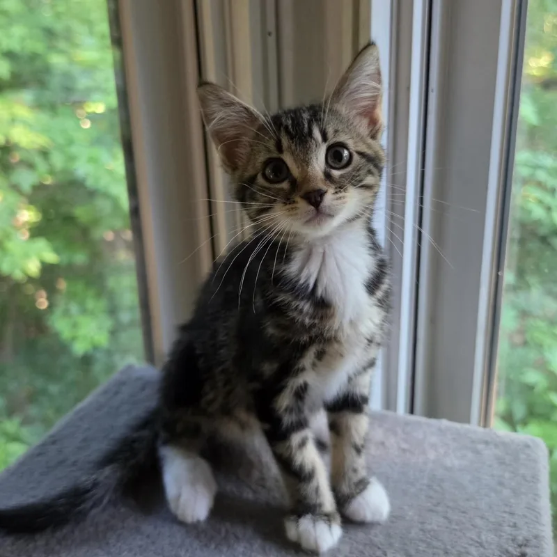 A baby small-sized female Tabby (Buff / Tan / Fawn) Domestic Short Hair cat named Suki for adoption in Bentonville, AR