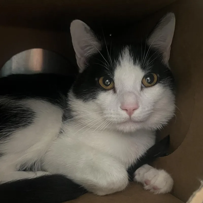 A young medium-sized male Black Domestic Short Hair cat named Basil for adoption in Fairport, NY