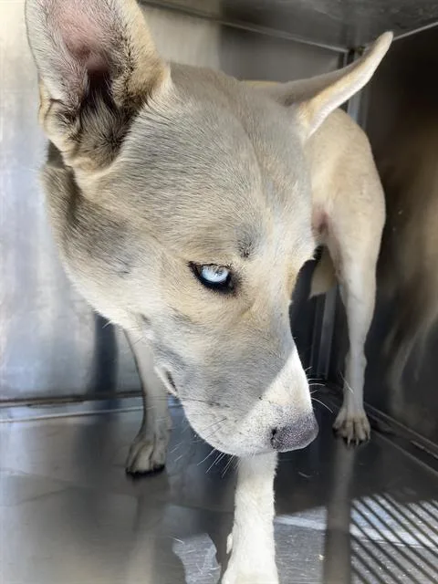A young large-sized female Mixed Breed dog named Bonita for adoption in Dallas, TX