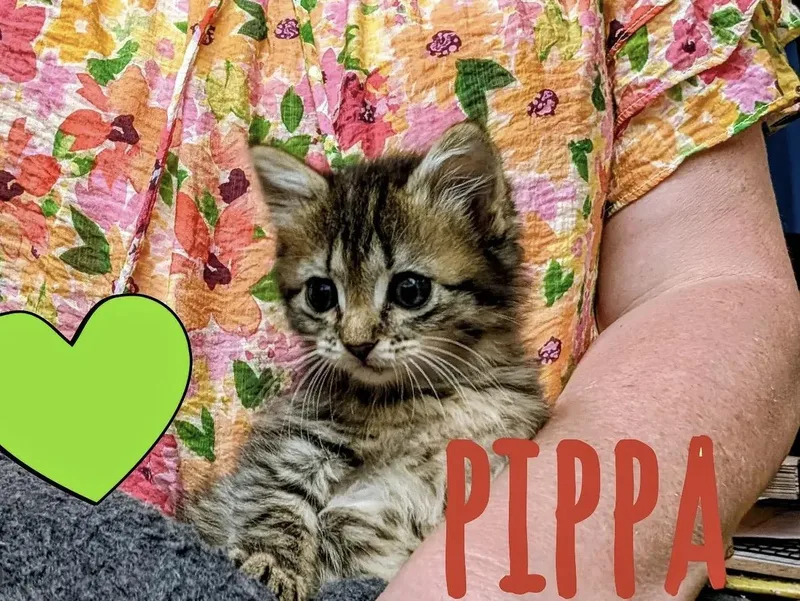 Pippa thumbnail 2